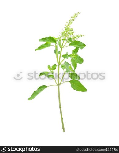 Basil flower on a white background