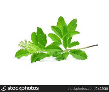 Basil flower, stalk and leaves isolated on a white