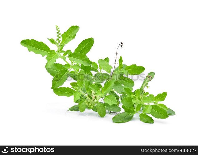 Basil flower, stalk and leaves on a white background.
