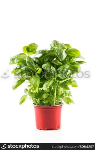 Basil growing in plastic pot isolated on white background