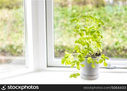 Basil herb in fresh green colors growing in a pot with sunlight in a bright window