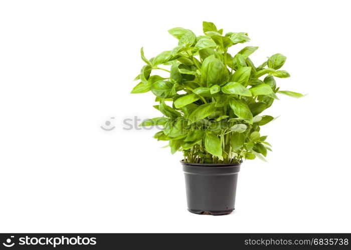 basil in a pot, isolated on white background