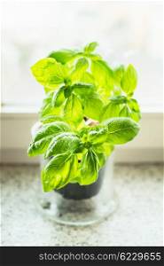 Basil in pot on the windowsill, close up, focus selective. Kitchen herbs on windowsill