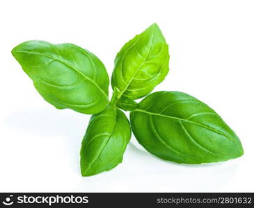 basil isolated