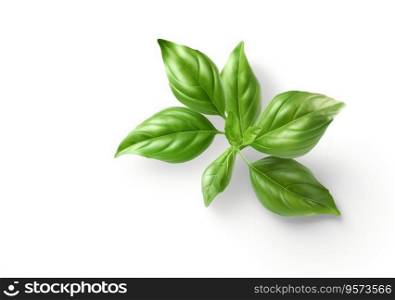 Basil isolated. Basil leaf flat lay on white background. Green basil leaves collection top view.