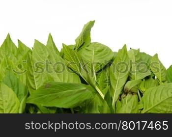 Basil Leaves isolated on the white background.
