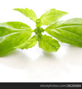 Basil leaves isolated on white