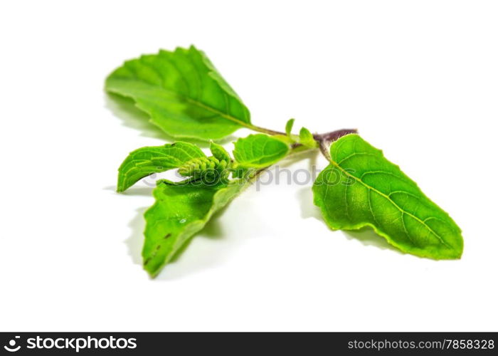 basil leaves isolated on white background close up