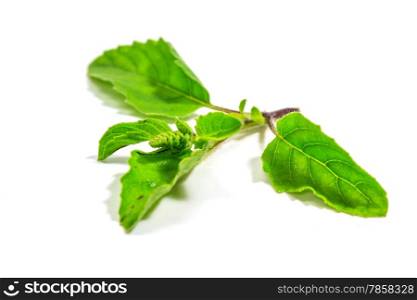 basil leaves isolated on white background close up