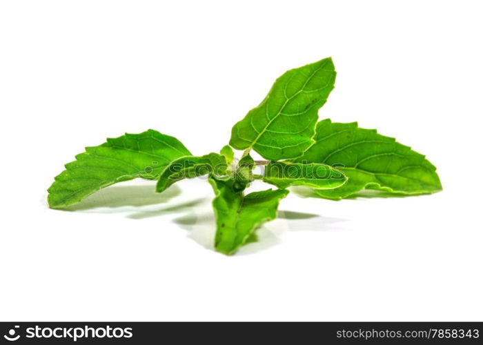 basil leaves isolated on white background close up