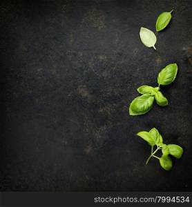 Basil leaves on darc rustic background. Background layout with free text space.