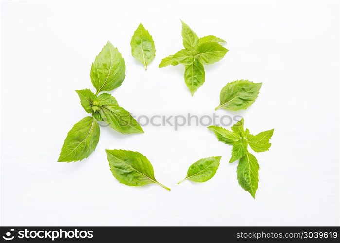 Basil leaves on white. Copy space. Basil leaves on white blackground.