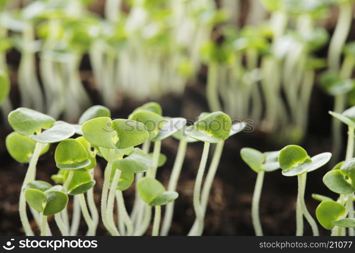 Basil (Ocimum basilicum) seedlings.