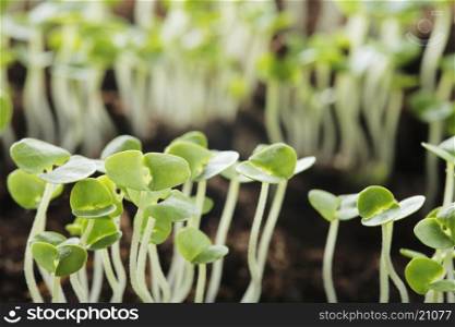 Basil (Ocimum basilicum) seedlings.