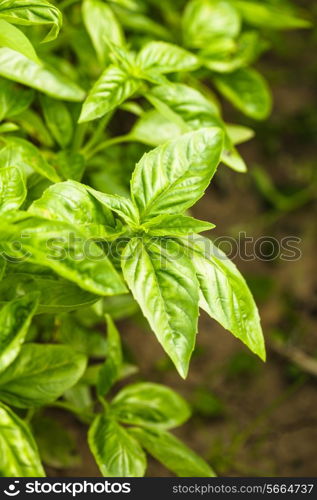 Basil on the bush in the garden