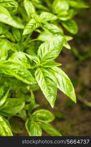 Basil on the bush in the garden