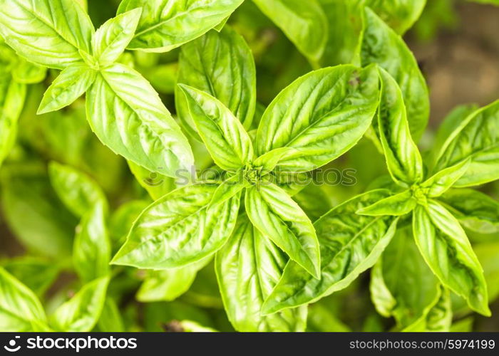 Basil on the bush in the garden. Basil plant