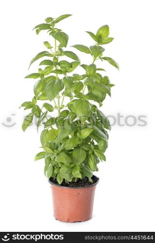 basil plant in front of white background