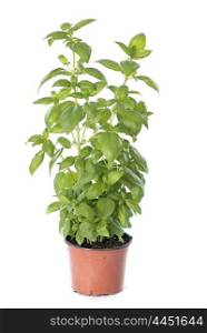 basil plant in front of white background