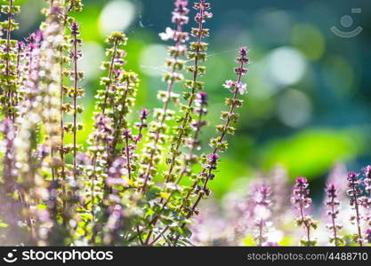 Basil plant in the garden