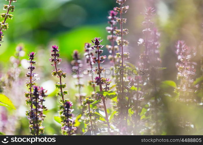 Basil plant in the garden