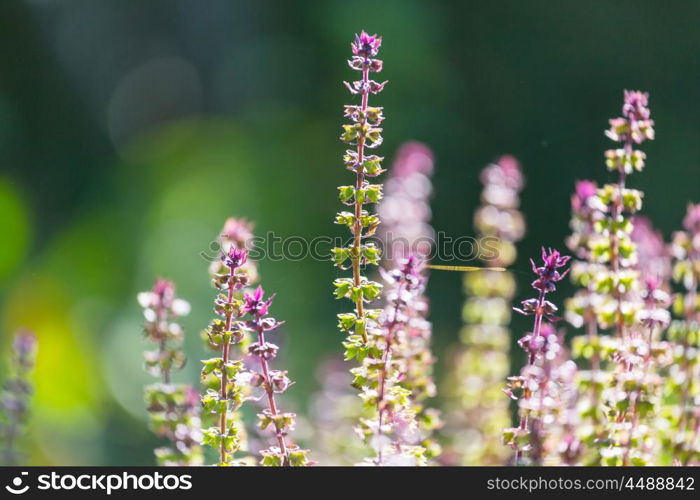 Basil plant in the garden