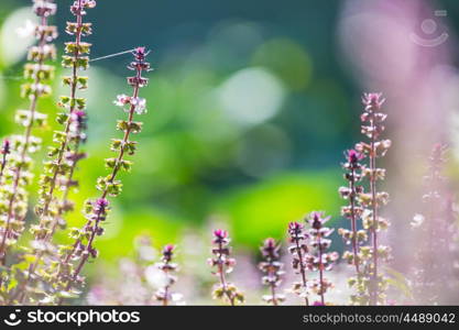 Basil plant in the garden