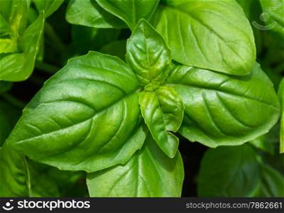 Basil plant, spice scented ideal for flavoring pasta dishes