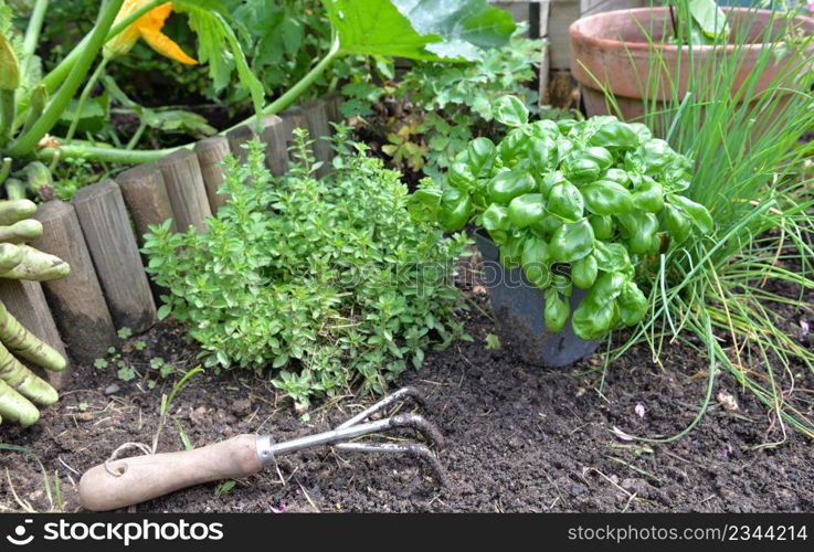 basil potted and aromatic plants with spade on the soil growing in a garden . basil potted aromatic plants with spade on the soil in a garden