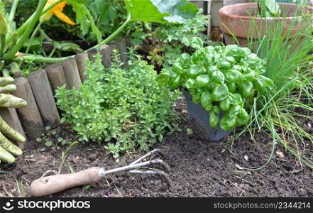basil potted and aromatic plants with spade on the soil growing in a garden . basil potted aromatic plants with spade on the soil in a garden