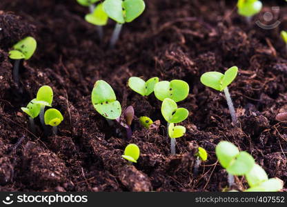 basil sprouts have sprouted in the ground