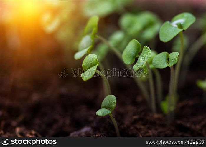 basil sprouts have sprouted in the ground