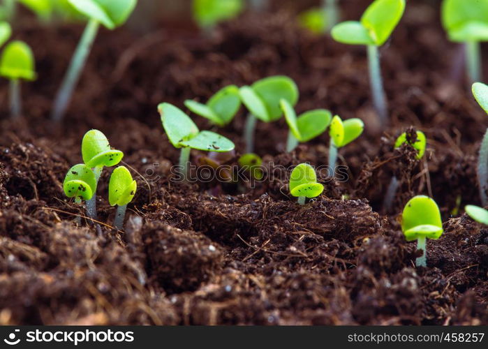 basil sprouts have sprouted in the ground