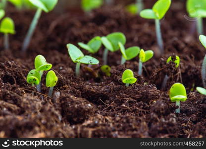 basil sprouts have sprouted in the ground