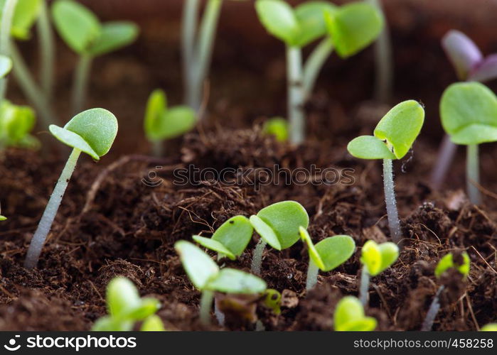 basil sprouts have sprouted in the ground