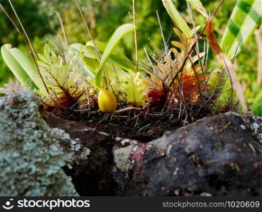 basket fern growing on rock in rain forest