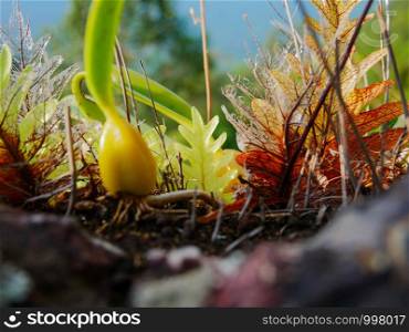 basket fern growing on rock in rain forest