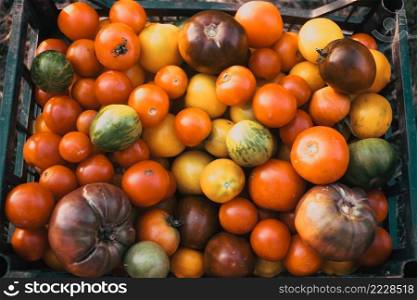 basket full of colorful organic tomatoes