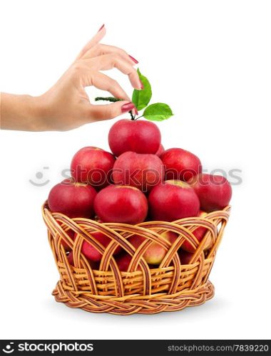 Basket of apples isolated on a white background