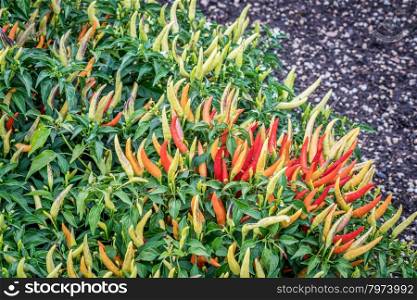 basket of fire pepper - ornamental hot pepper in a garden