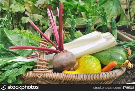 basket of fresh vegetables from the garden