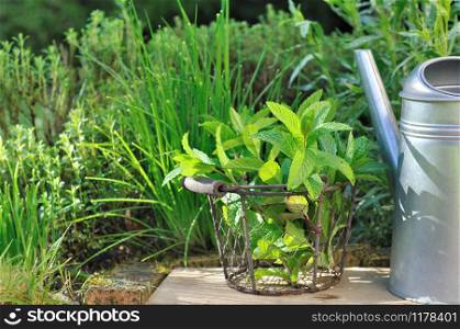 basket of mint in front of other aromatic plants of the garden