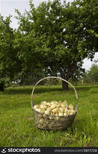 basket of onions in the garden in the garden