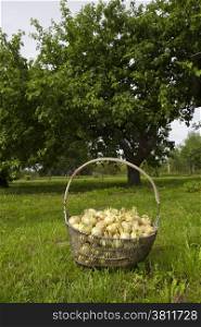 basket of onions in the garden in the garden