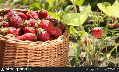 Basket of strawberries on a personal plot