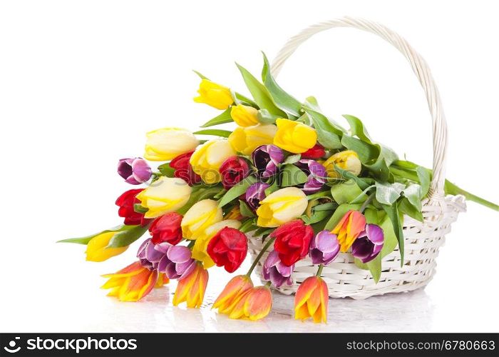 Basket of Tulips isolated on white background. Bouquet of tulips in a basket