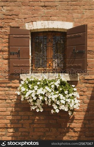 Basket of white petunias hanging from window sill against brick wall.