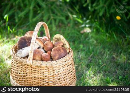 Basket with chic porcini mushrooms on a natural forest background, space for text 