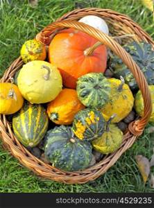 basket with different types of pumpkins