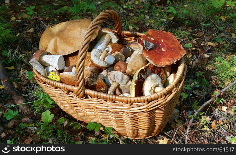 Basket with edible mushrooms, close-up